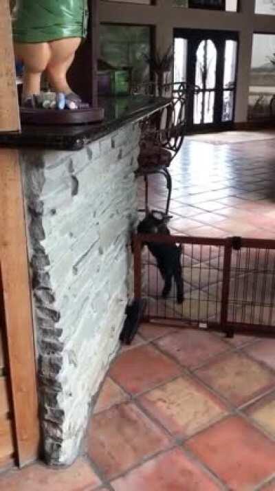 The way of baby goats