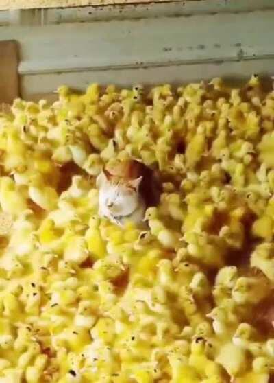 Babysitter of the year