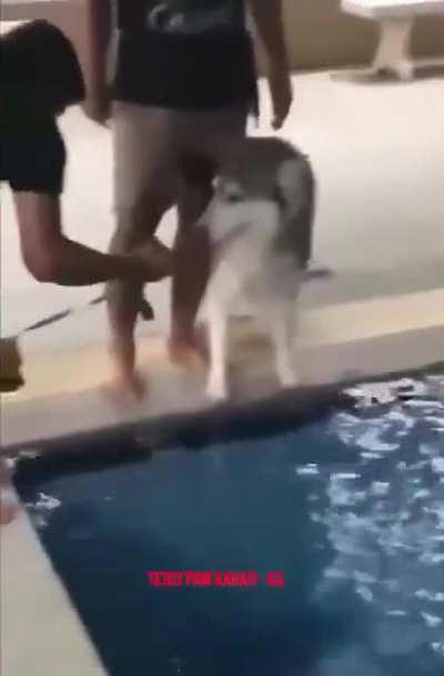 Как матерится Хаски.