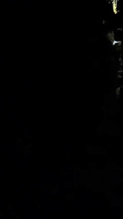 What animal is making this noise? It's been coming from the neighbors the past couple weeks during the night. Turn your volume up