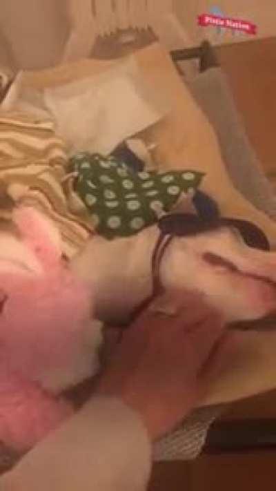 Women Nurses a tetanus paralyzed puppy back to health