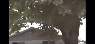 A bear that did not survive the Russian take over