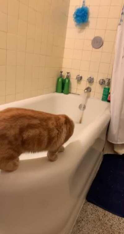 Hammy’s first bubble bath!