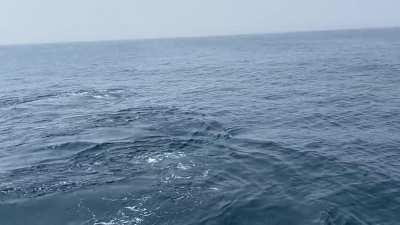🔥 Humpback whale pod 20 miles off the coast of Massachusetts