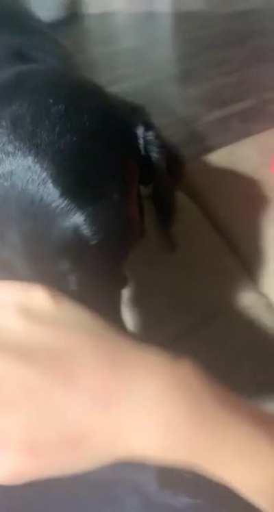 I keep telling her to stop pushing her toys under the couch