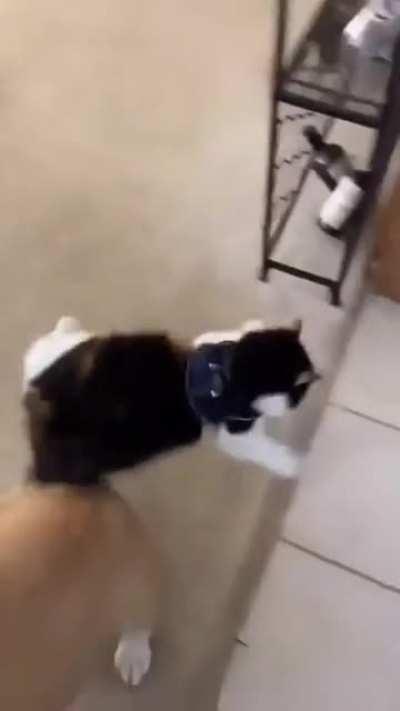 Do you not like your new harness?