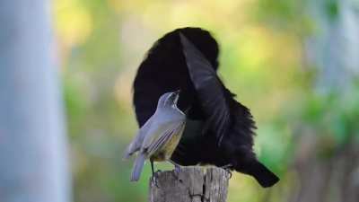 Amazing Victoria's Riflebird