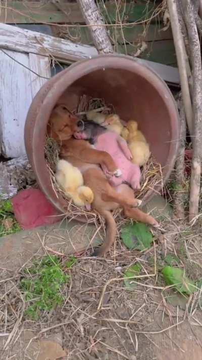 Who cast the sleep spell