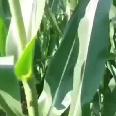 Corn
