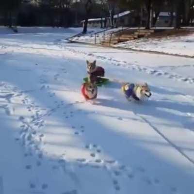 Not westies, but can you imagine westies doing this!!