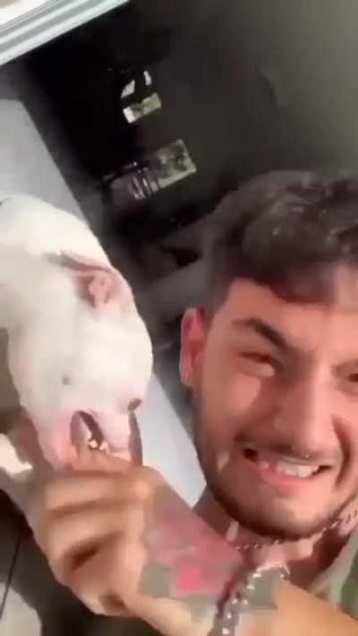 WCGW touching Chihuahua