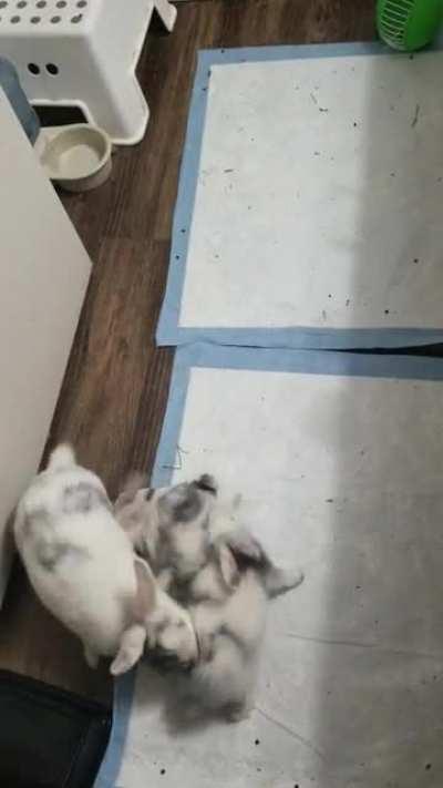 Momma's just about done with her babies 🤣🤣