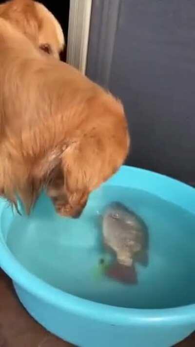 Dog gently places fish back in water