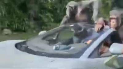 a gift from r/ape to you