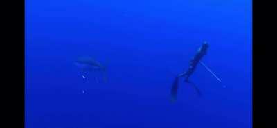 Perfect underwater scream