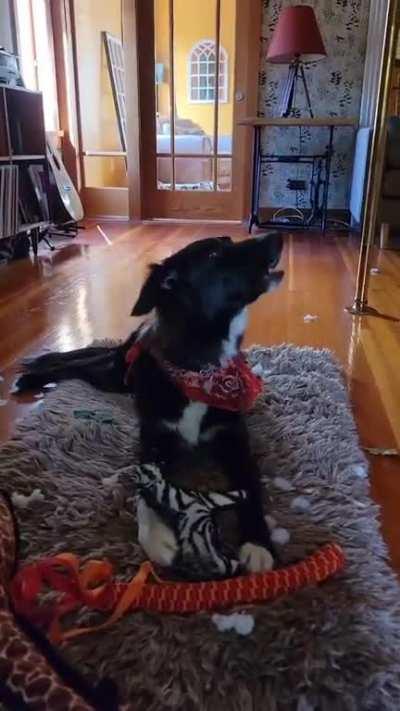 For my dog’s second birthday we played her favourite song