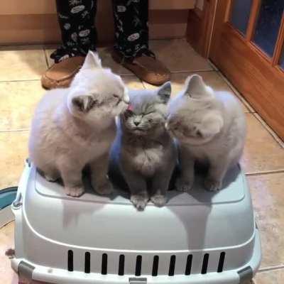 Kiss on a Gray from Greys