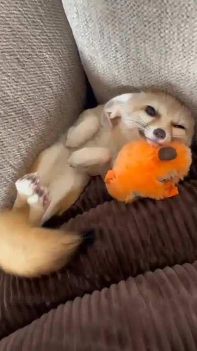 Yay foxxo naps with a toy