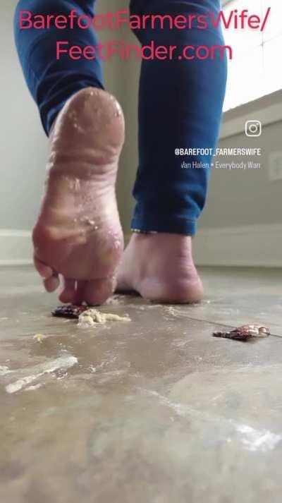 Superbowl Hissers Barefoot
