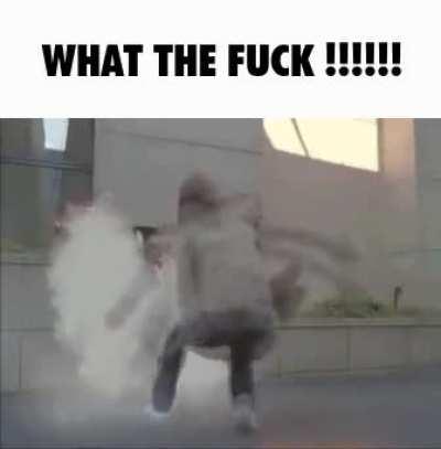 my cats just turned into cat girls please help me