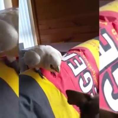 Former bird of Gordon Ramsay