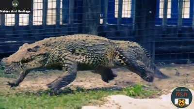 Did you know crocodiles can gallop?