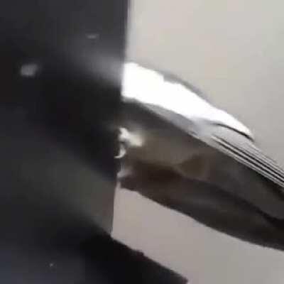 PyRo AfTeR MoLEsTiNg ChiLd.