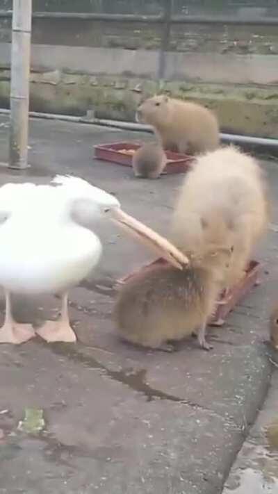 When someone is trying to start a fight with you but you won't let them.