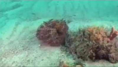 Oh nature is so beaut… hol’up