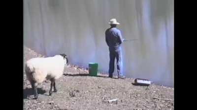 Sheep vs fisherman