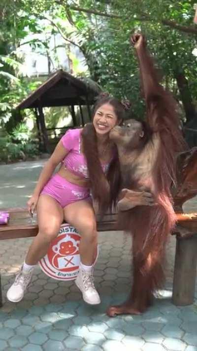 Orangutan Flirting