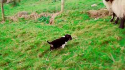 Emerging instincts on pups is something wow