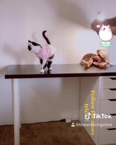 Cat Does Tricks For Food