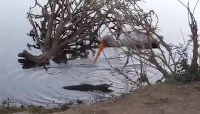 🔥 Little Crocodile, big dreams.