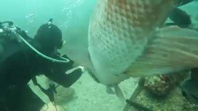 Waiting for his treat 