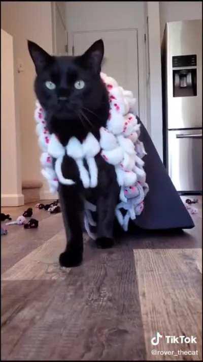 Rover working it! Found on tiktok @rover_thecat