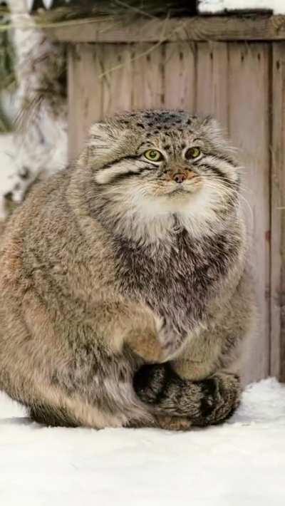 Pallas cat