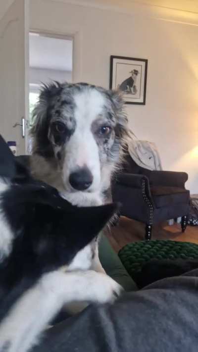 Domestic pawbuse! Murphy taking it like a champ