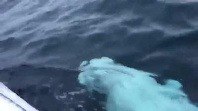 Man is playing fetch with a Beluga Whale. INCREDIBLE.