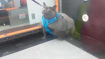 Cinderblock's Weight Loss Journey: Treadmill Adventures