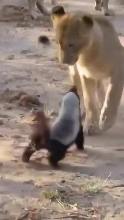 Honey badger is way to too courageous