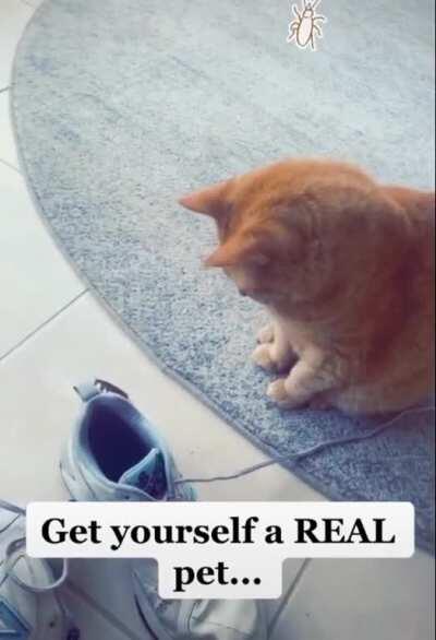 Cat: not in my job description.