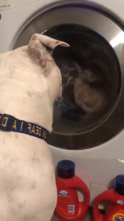 His favorite blanket was decided to be washed today