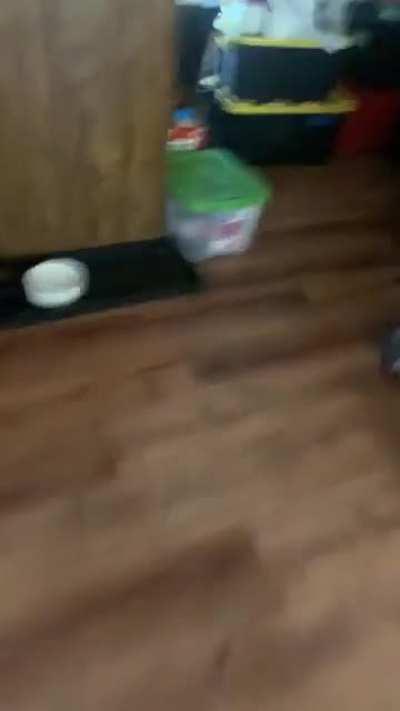 Broken into the house. Had to dish label the camras