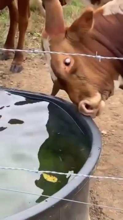 Can anyone understand this unique act?