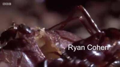 WSB eats Melvin Capital alive