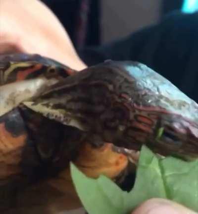 I ain’t sharing my leaf!