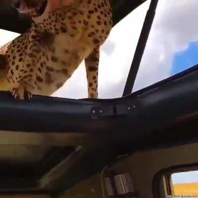 Just a cheetah catching some shade - no need to panic..I don't know but I reckon a lot of clenching of buttocks would take place...or take a selfie with said Cheetah...
