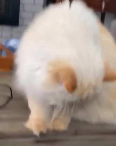 Dropping a hint to my human