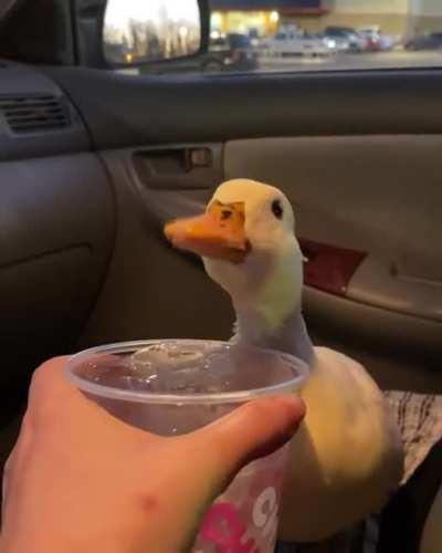 ok this ain't meme, but i thought it would be cool to post something cute here too, dont bully me pls